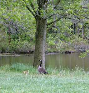My geese and their goslings.